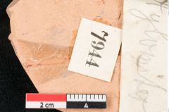 Foto (Detailansicht) von Xylomites sp. (NHMW-GEO-2024-0188-7944)